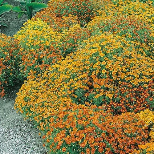 Tagetes, Starfire mix