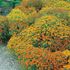 Tagetes, Starfire mix