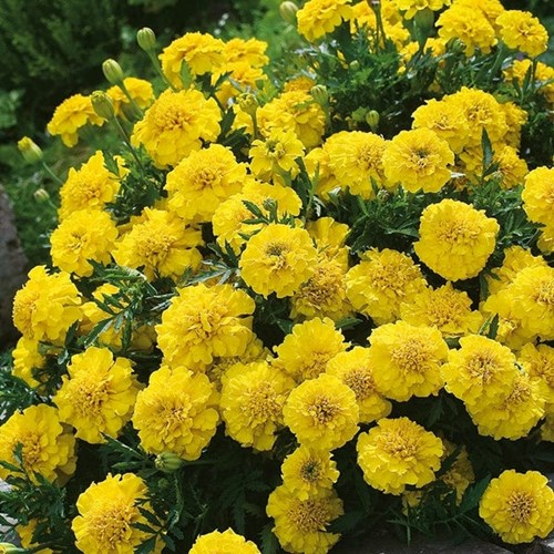 Tagetes, Yellow jacket