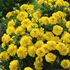 Tagetes, Yellow jacket