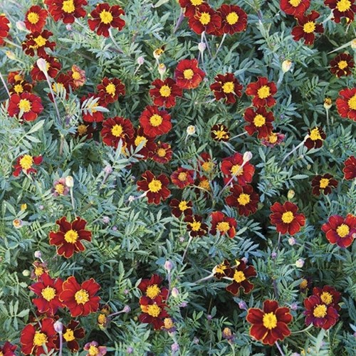 Tagetes, Red knight