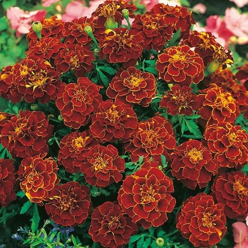 Tagetes, Red cherry