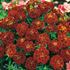 Tagetes, Red cherry