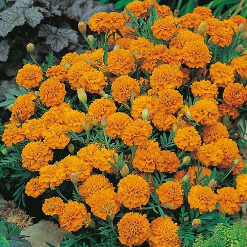 Tagetes, Orange boy