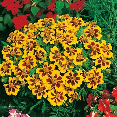 Tagetes, Naughty Marietta