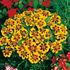 Tagetes, Naughty Marietta