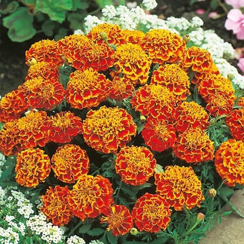 Tagetes, Honeycomb