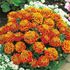 Tagetes, Honeycomb