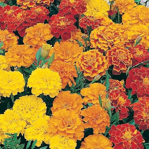 Tagetes, Dwarf double mix