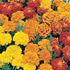 Tagetes, Dwarf double mix