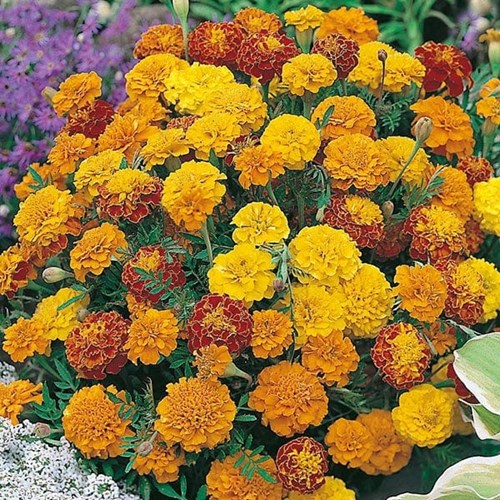 Tagetes, Boy o boy mix