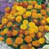 Tagetes, Boy o boy mix