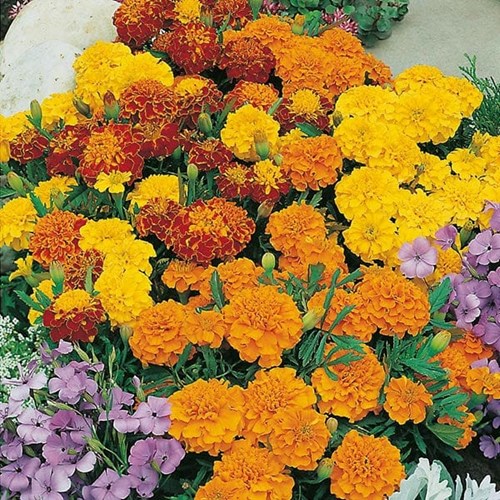Tagetes, Bonita mix