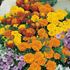 Tagetes, Bonita mix