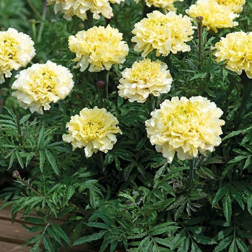 Tagetes, Sugar & spice white