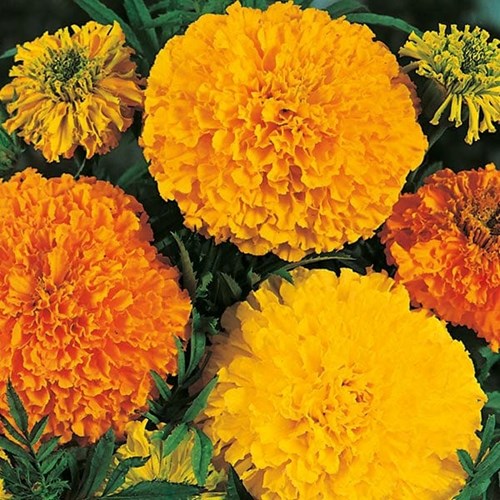 Tagetes, African crackerjack mix