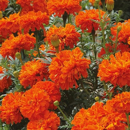 Tagetes, African kees´ orange
