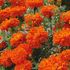Tagetes, African kees´ orange