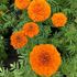 Tagetes, Orange Beast F1
