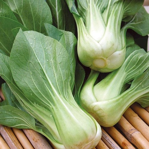 Kål, Pak Choi, Revolution F1