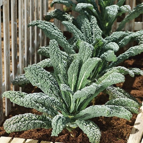 Kål, Svartkål, Nero di toscana