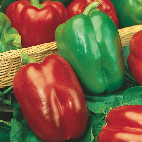 Paprika, California wonder