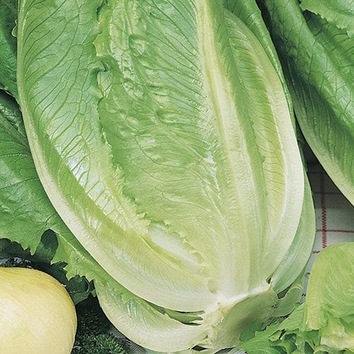 Sallat, Romaine ballon