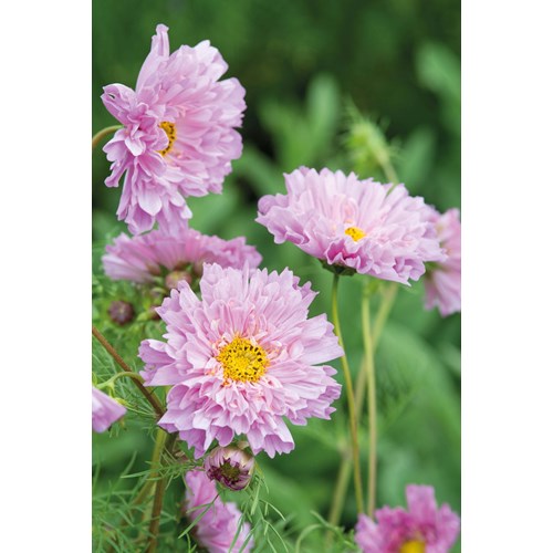 Rosenskära, Double Dutch rose