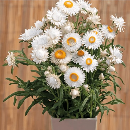 Jätteeternell, Silvery white