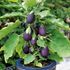 Aubergine, Baby jack
