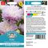 Aster, Kingsize appleblossom
