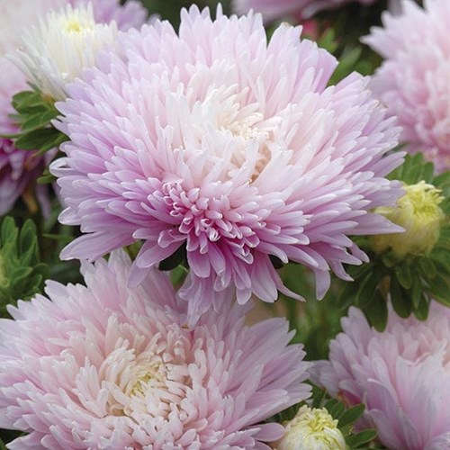 Aster, Kingsize appleblossom