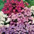 Aster, blandade sorter