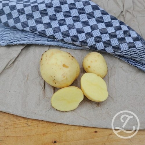 Sättpotatis, Primabelle, 2 kg