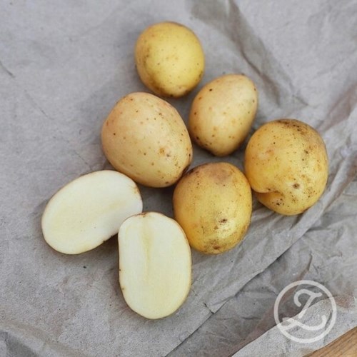 Sättpotatis, Rocket, 2 kg