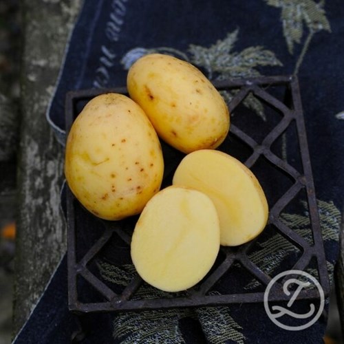 Sättpotatis, Bellinda, 1 kg, EKO