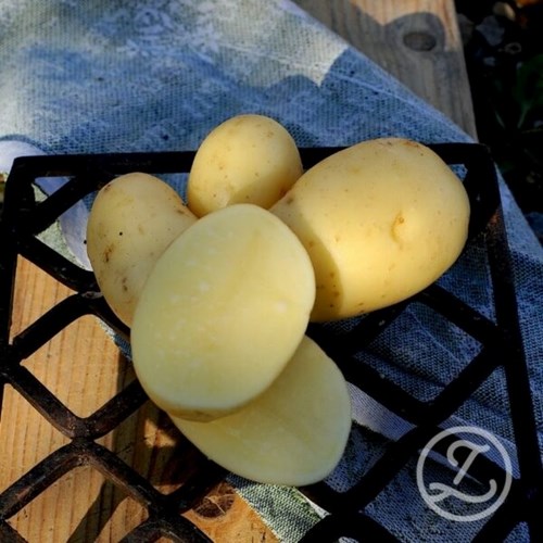 Sättpotatis, Queen Anne, 300 gram