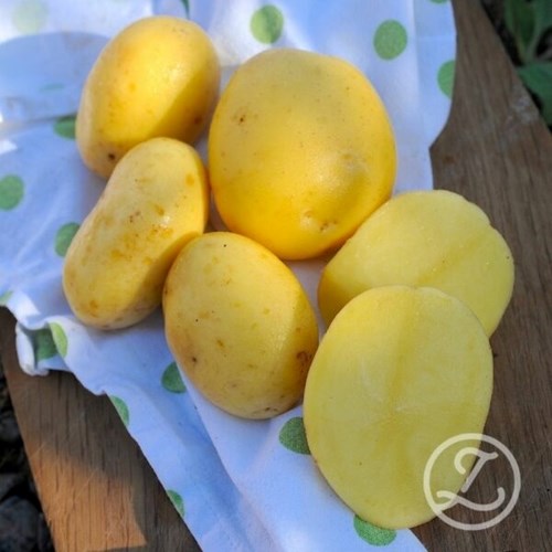 Sättpotatis, Agria, 1 kg, EKO