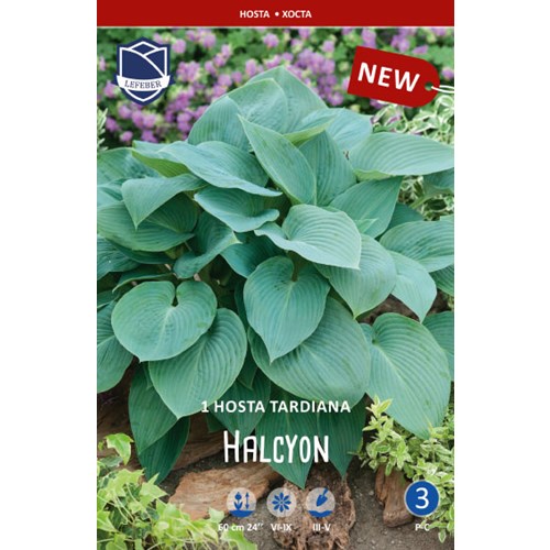 Hosta, Halcyon