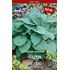 Hosta, Halcyon