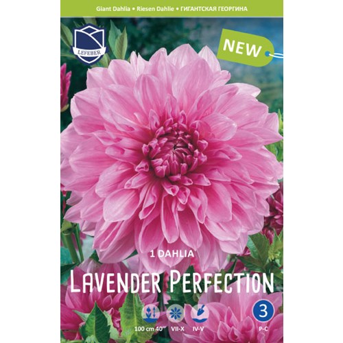 Dahlia, Lavender Perfection