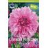 Dahlia, Lavender Perfection