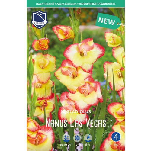 Gladiol, dvärg-, Las Vegas