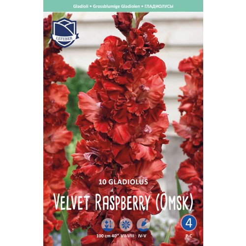 Gladiol, Velvet Raspberry