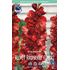 Gladiol, Velvet Raspberry