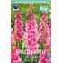 Gladiol, Kingston Ruffie