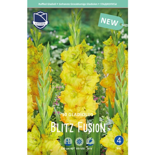 Gladiol, Blitz Fusion