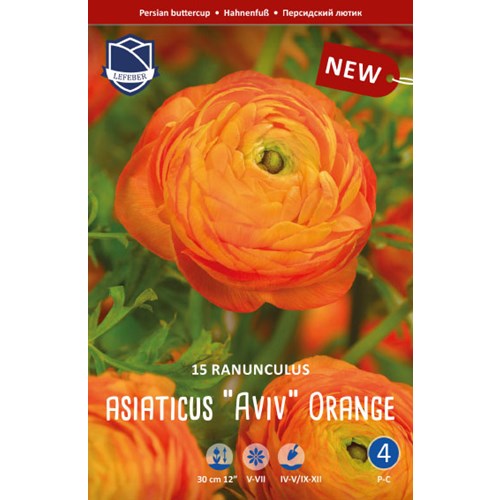 Ranunkel, aviv Orange
