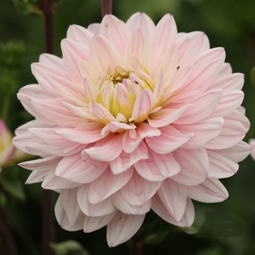 Dahlia, Lady Kate