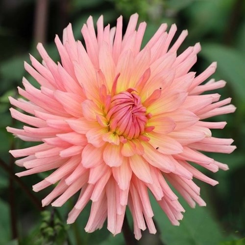 Dahlia, Preference